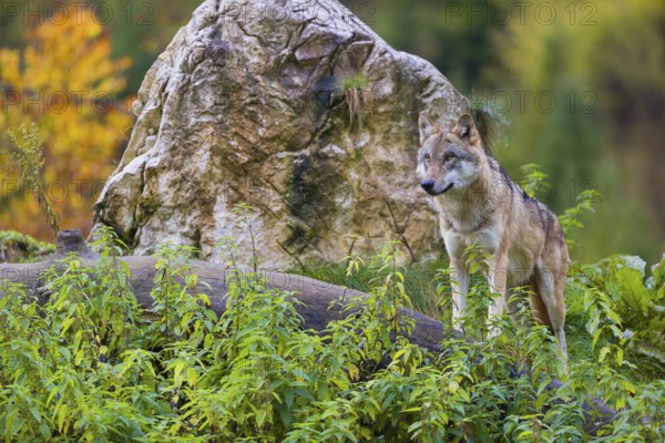 One eurasian gray wolf (Canis lupus lupus) stands on a log in front of a rock between green vegetation, observing the area. Intensive fall colours in the background