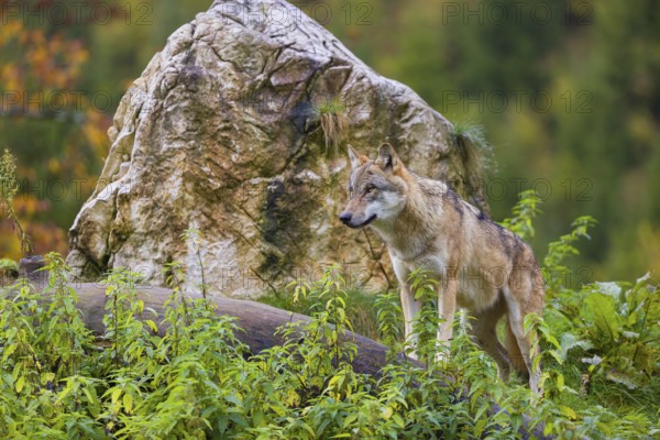 One eurasian gray wolf (Canis lupus lupus) stands on a log in front of a rock between green vegetation, observing the area. Intensive fall colours in the background
