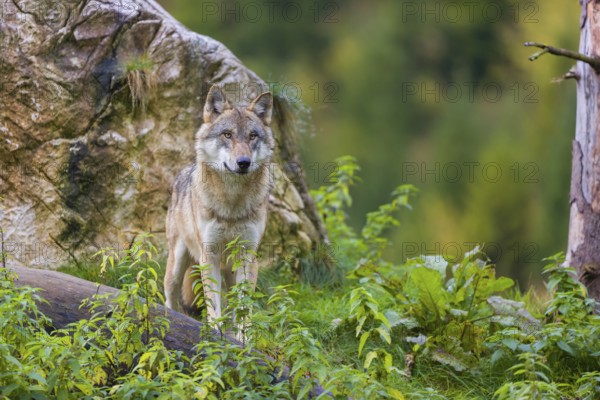 One eurasian gray wolf (Canis lupus lupus) stands on a log in front of a rock between green vegetation, observing the area. Intensive fall colours in the background