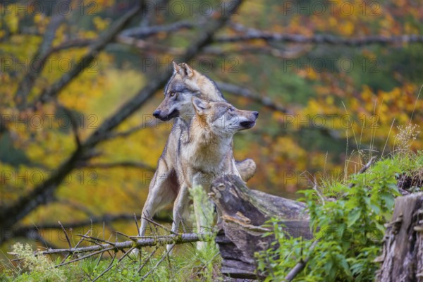 Two eurasian gray wolves (Canis lupus lupus) meet on a hill, show some social behaviour. A forest in fall colours in the background