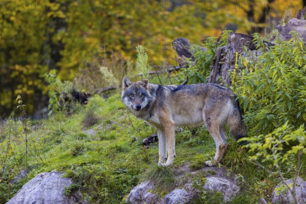 One eurasian gray wolf (Canis lupus lupus) stands on a hill, observing the area. A forest in fall colours in the background