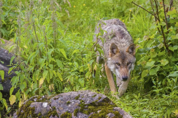 A eurasian gray wolf (Canis lupus lupus) walks down a grassy hill