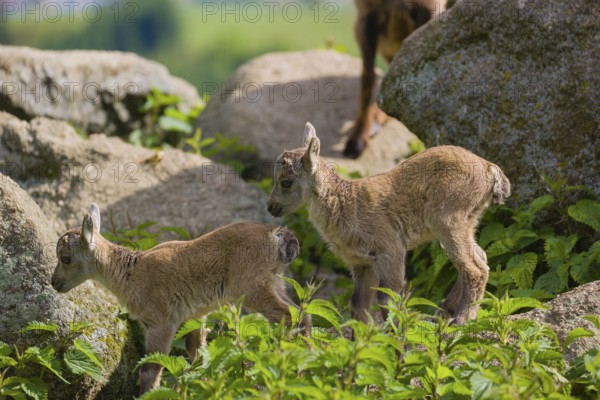 Two baby ibex (Capra ibex) play on a rocks