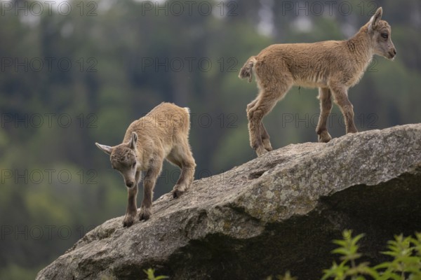 Two baby ibex (Capra ibex) climbing on rocks. Some green vegetation around and a forest in the background