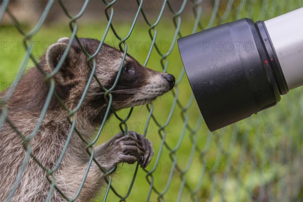 One captive young Raccoon, Procyon lotor, standing behind a fence, playing with a photographers lens