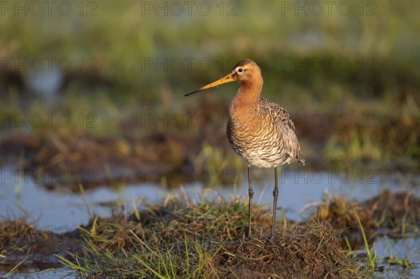 Black-tailed godwit (Limosa limosa), in a wet meadow, Ochsenmoor, Dümmer, Lemförde, Lower Saxony, Germany, Europe