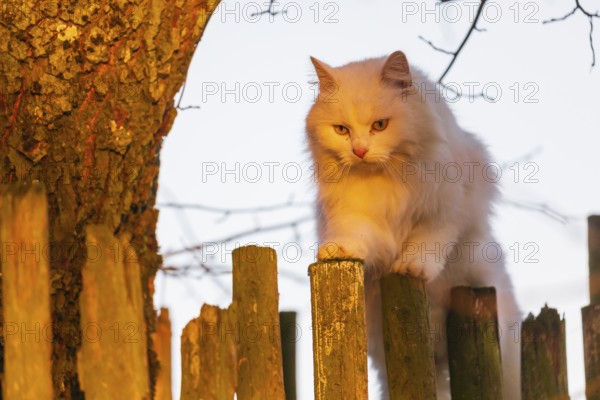 White domestic cat, Felis catus, balancing over a wooden fence, looking down. Lit by the evening sun