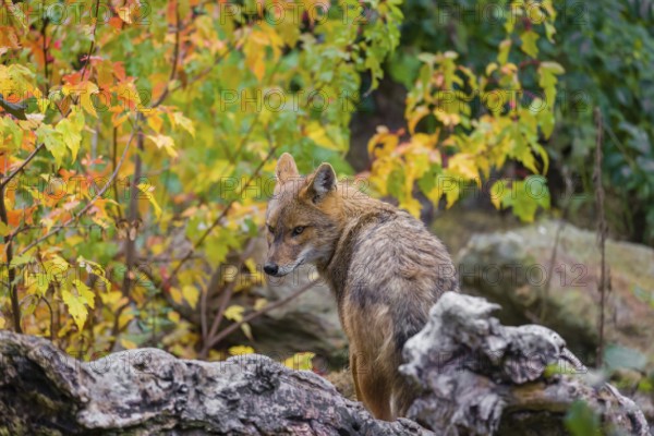 One golden jackal (Canis aureus) stands on a fallen tree trunk. Behind him is a tree in intense autumn colours