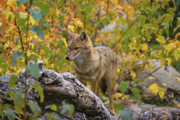One golden jackal (Canis aureus) stands on a fallen tree trunk. Behind him is a tree in intense autumn colours