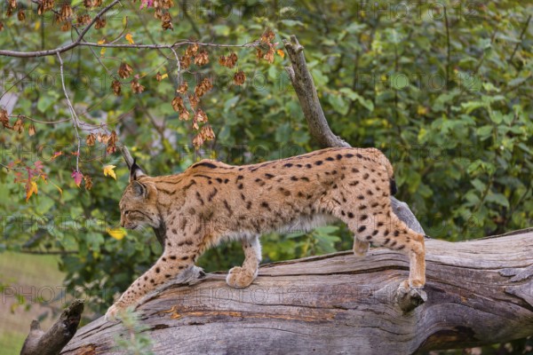 A Eurasian lynx (Lynx lynx) runs down a dead tree lying at an angle