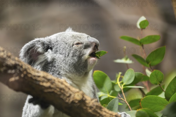 Koala (Phascolarctos cinereus) sitting on a tree, captive, distribution South Australia, Australia, Oceania