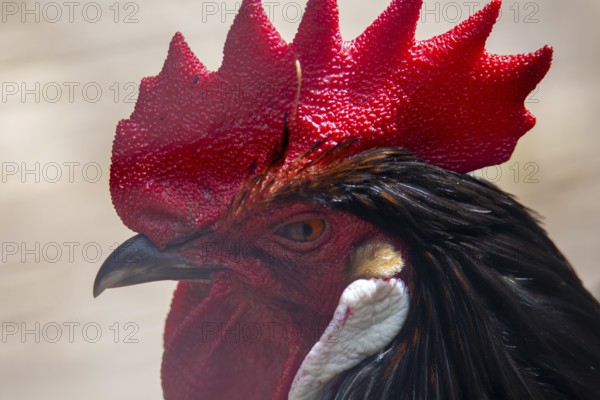Close-up of a cockerel
