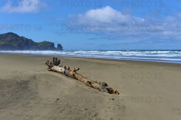 Tree trunk located on a quiet beach with wide dunes and blue sky, Bethells Beach, Te Henga, Auckland, New Zealand, Oceania