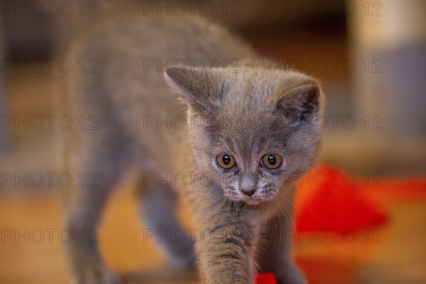 Close-up of a twelve-week-old BKH kitten (British Shorthair)