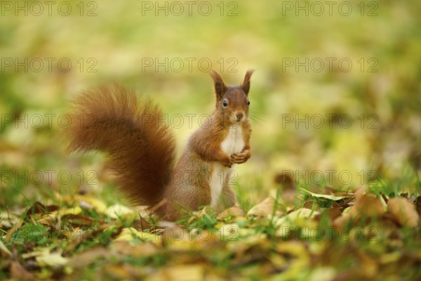 Eurasian squirrel (Sciurus vulgaris), standing in a meadow full of autumn leaves with colourful foliage, Baden-Württemberg, Germany, Europe