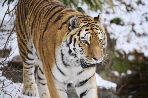 Siberian tiger (Panthera tigris altaica) in winter, portrait, captive, Germany, Europe
