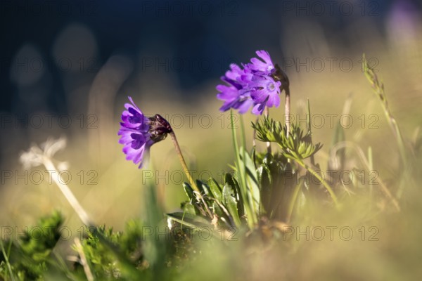 Clusius Primula (Primula clusiana), Hohen Tauern, Austria, Europe