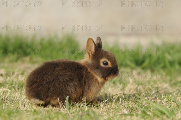 Small brown rabbit sitting in a meadow, colour dwarf, tan-havana, Bavaria