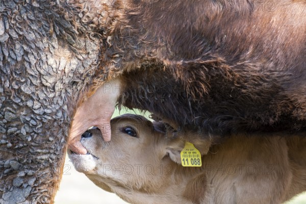 Calf being suckled, suckling calf, calf drinking milk, cow, cows in a meadow, Bad Heilbrunn, Upper Bavaria, Bavaria, Germany, Europe