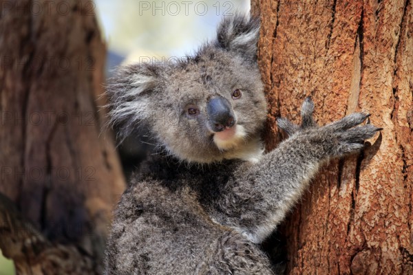 Koala (Phascolarctos cinereus), subadult, half-grown juvenile, portrait, Kangaroo Island, South Australia, Australia, Oceania