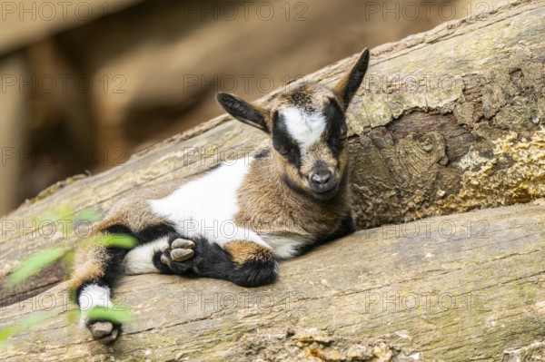 Close-up of domestic goat (Capra aegagrus hircus) youngster, Bavaria, Germany, Europe