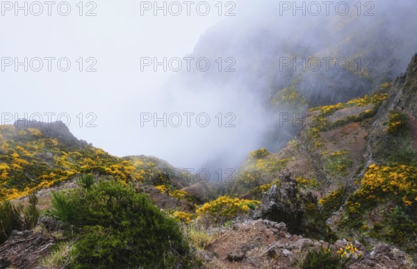 A mountain covered in fog and clouds with blooming Cytisus shrubs. Near Pico de Arieiro, Madeira island, Portugal, Europe