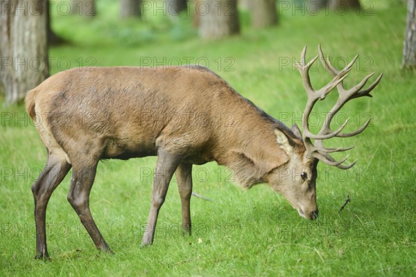 Red deer (Cervus elaphus) stag standing on a meadow next to the forest, Bavaria, Germany, Europe