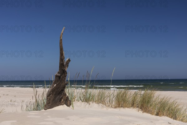 Dead trees protrude from a sand dune on a sunny day with a blue sky. Lacka Dune in the Slowinski National Park, northern Poland on the Baltic Sea coast. 42 metres high and moving at a rate of 3 to 10 metres per year