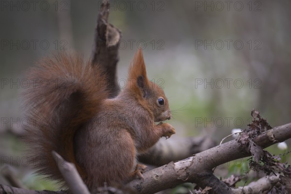 One Red squirrel or Eurasian red squirrel (Sciurus vulgaris) feeding on peanut. Trees in the background. Portrait sideview