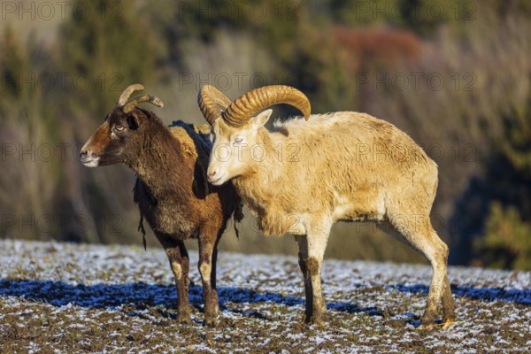 Two snow sheep (Ovis nivicola), or Siberian bighorn sheep stand on a snow covered meadow
