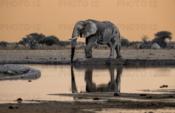 African elephant (Loxodonta africana), at the waterhole, reflection, at sunset, Nxai Pan National Park, Botswana, Africa