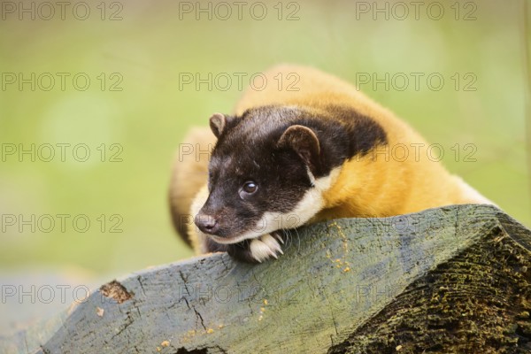 Yellow-throated marten (Martes flavigula) on an old tree trunk, Germany, Europe