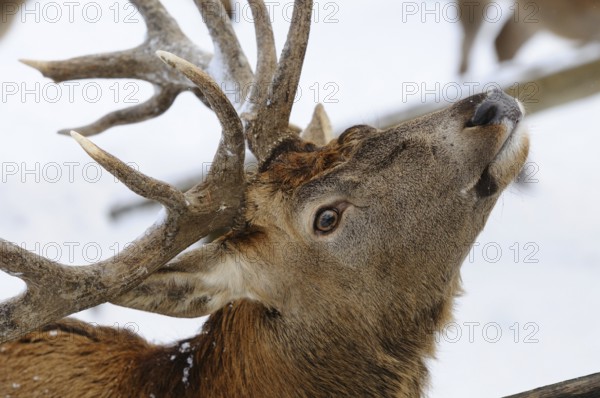 Stag with branched antlers, in a wintry snowy landscape, red deer (Cervus elaphus), Bavaria