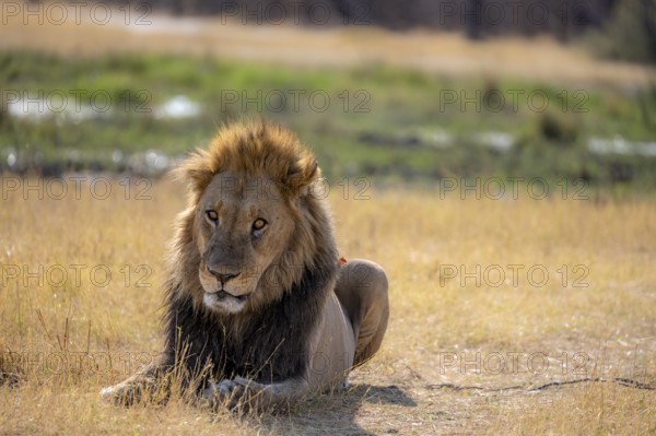 Lion (Panthera leo), adult male, lying in dry grass, Khwai, Okavango Delta, Moremi Game Reserve, Botswana, Africa
