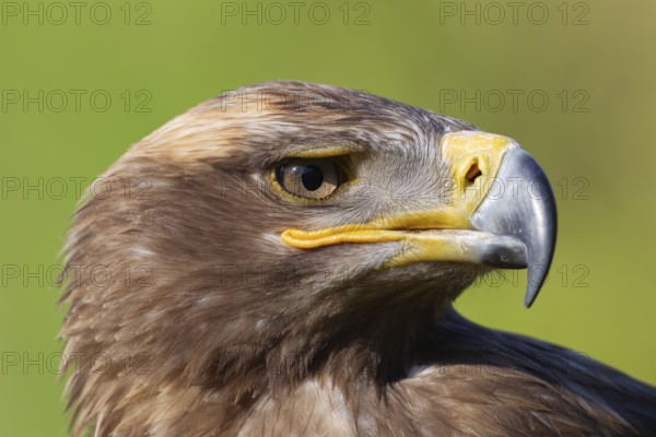 Steppe eagle (Aquila nipalensis) adult bird of prey head portrait, England, United Kingdom - Captive