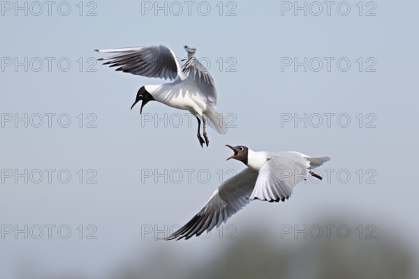 Black-headed gulls (Larus ridibundus), fighting and quarrelling in flight, Texel, West Frisian Islands, province of North Holland, Netherlands