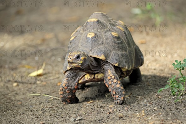 Coal turtle (Geochelone carbonaria), adult, foraging, South America