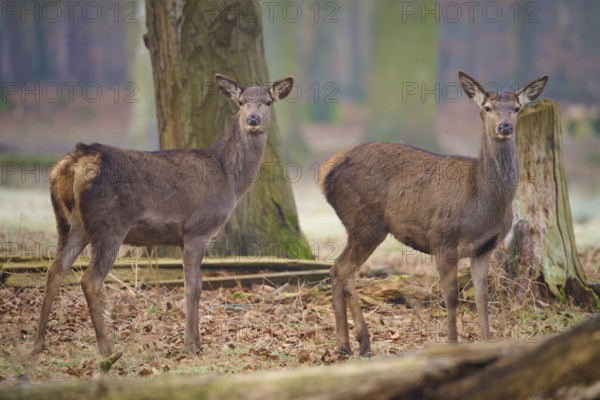 Red deer (Cervus elaphus), two hinds standing attentively in the forest, surrounded by foliage and trees, Germany, Europe
