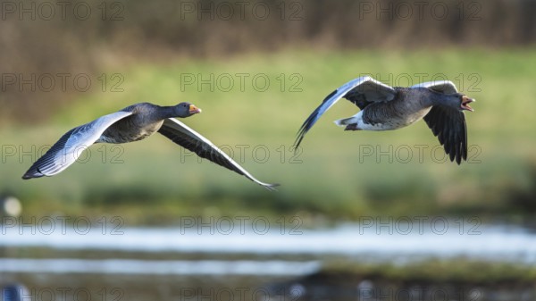 Greylag Goose, Anser anser, birds in flight over winter marshes