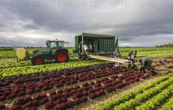 Soest, Sauerland, North Rhine-Westphalia, Germany - Vegetable cultivation, harvest helpers harvesting lettuce, the freshly harvested heads of lettuce are washed directly in the field in the trailer and packed in boxes, oak leaf lettuce (Lactus sativa var. crispa), also known as oak leaf lettuce or American lettuce, and Lollo Bianco and Lollo Rosso