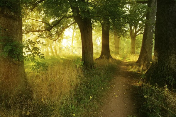Narrow hiking trail through an avenue of oaks and ash trees in the morning light, sun shining through morning mist, Blütengrund, Naumburg, Burgenlandkreis, Saxony-Anhalt, Germany, Europe