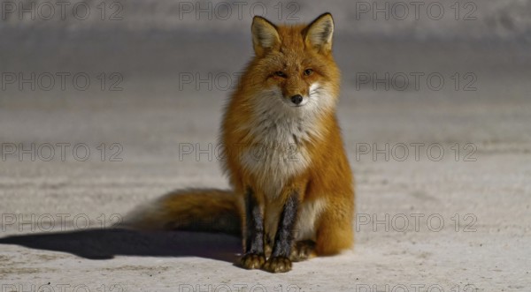 Red fox (Vulpes vulpes), winter, sitting in the snow, front view, evening light, Yukon Territory, Canada, North America