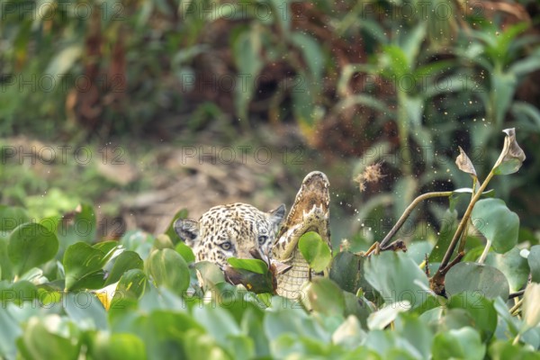 Jaguar (Panthera onca), attacking a spectacled caiman (Caiman yacare), North Pantanal, Barão de Melgaço, Joselândia, Mato Grosso, Brazil, South America