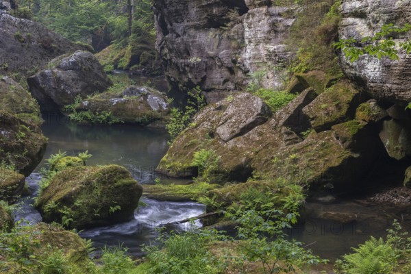 Flowing water with ferns and rocks in the Wild Gorge, river Kamnitz, Hrensko, Ustecky kraj, Czech Republic, Europe