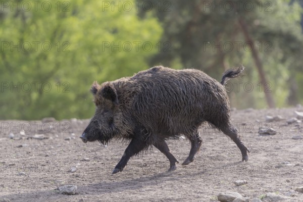 One adult male wild boar or wild pig (Sus scrofa) running over an opening with a green forest in the background