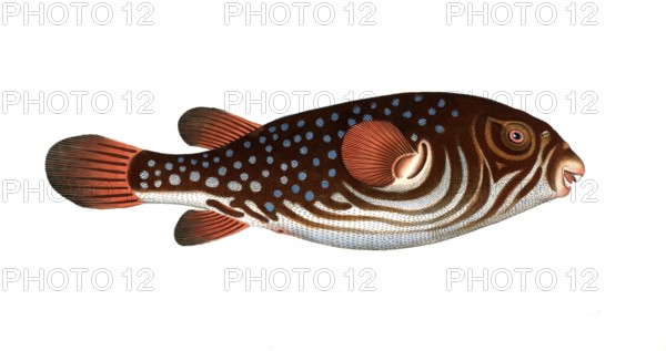 Fish, fishes, genus of the pufferfish family, Tetrodon testudineus, the turtlefish, the Toadfish, Historical, digitally restored reproduction from a 19th century original, Record date not stated