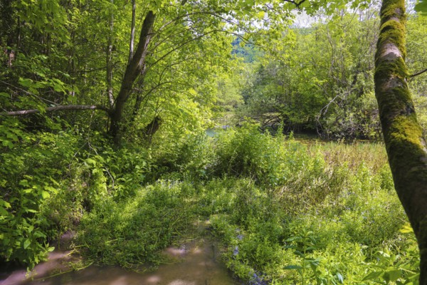 Gönninger Seen, lime tufa nature trail, idyll, nature, at the foot of the Swabian Alb, Gönningen near Reutlingen, Wiesaztal, Baden-Württemberg, Germany, Europe