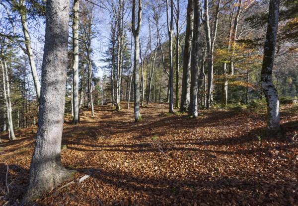 Beech forest on the hiking trail to Schwarzer Berg, Golling, Osterhorngruppe, Salzburg province, Austria, Europe