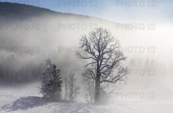 Snow-covered winter landscape with group of trees in the morning fog, Winter, Mondseeland, Salzkammergut, Upper Austria, Austria, Europe