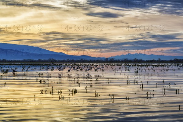 Lake Kerkini, Lake Kerkini, sunrise, Central Macedonia, Greece, Europe